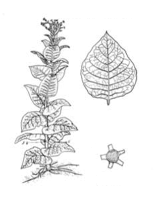 example-of-plant-patent-drawing